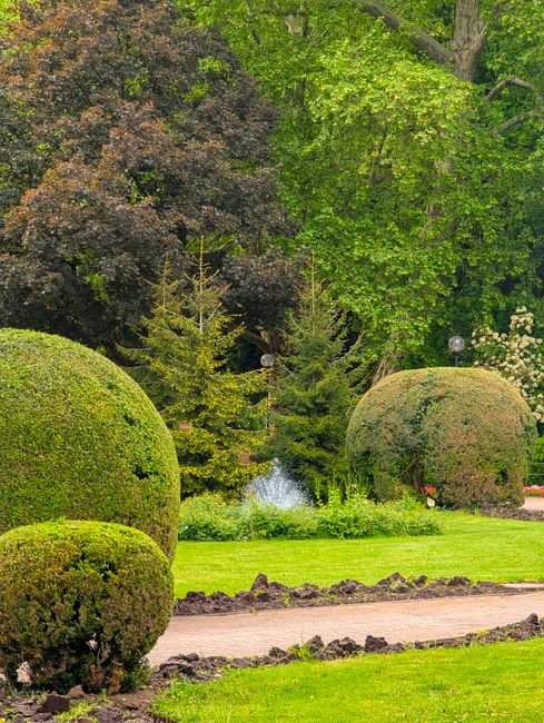 A well-maintained garden features a neatly trimmed lawn with vibrant green grass, bordered by a paved pathway that runs alongside the landscaped area. In the foreground, several rounded, sculpted bushes of varying sizes are visible, with dense foliage and a uniform, tidy appearance, indicating recent pruning or hedge trimming. Behind these bushes, a small pond or water feature with a gentle fountain adds a focal point, surrounded by lush plants. Tall, mature trees with broad leaves and textured bark tower in the background, providing shade and a natural canopy, while smaller coniferous trees with sharp, needle-like foliage stand near the water feature. The garden exhibits a mix of textures, from soft grassy areas to rough soil beds and smooth stone pathways, with visible signs of ongoing garden maintenance by Gardeners Acton. Bright daylight and clear weather highlight the vibrant greenery, creating a peaceful and orderly outdoor space suited for leisure and landscaping work.