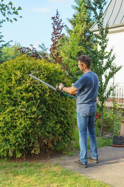 A man using hedge shears to trim a large, dense, green hedge in a garden setting. The hedge has a rounded shape and is situated along a paved pathway. The lawn surrounding the hedge features neatly cut grass with visible textures, and the soil at the base of the hedge appears moist and dark. In the background, there are tall trees with varying foliage, including a reddish-leaved tree, and a white house with a sloped roof partially visible. The scene is well-lit with natural daylight, emphasizing the vibrant colors of the plants and the professional garden maintenance work. The man is dressed in casual clothing, including a navy t-shirt and jeans, reflecting an outdoor landscaping activity carried out by Gardeners Acton as part of a same-day emergency hedge pruning service in W3.