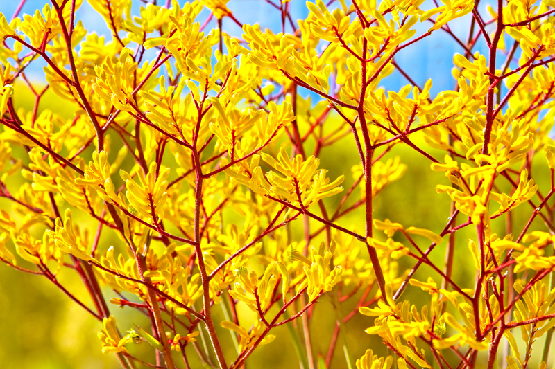 garden design Garden