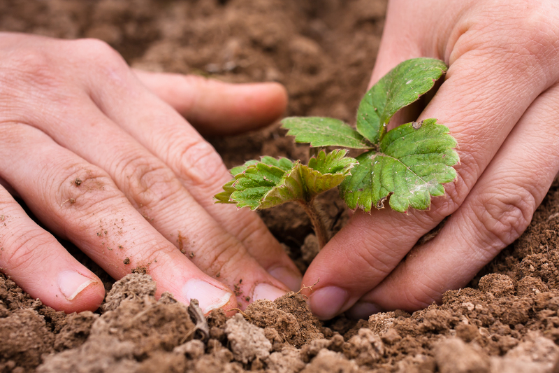 garden design garden care